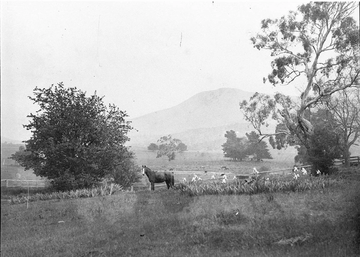 A horse beside a fence and flowering garden plants in a rural landscape near Yass, with trees and distant hills.